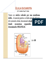 Celula Eucariota. Organelas