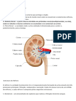 Estrutura Geral Dos Rins