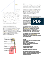 Anatomia Básica Do Sistema Respiratório