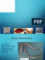 Nematodos de Rumiantes