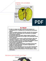 Órgano Vegetativo Tallo