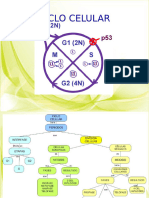 5ciclo Celular, Mitosis, Meiosis