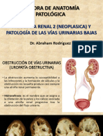 Renal 2