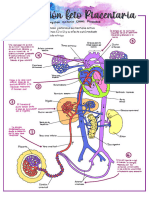 Circulacio N Fetal 193818 Downloadable 6930817