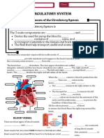 Circulatory System WS