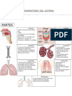 Infografía Respiratorio Del Sistema