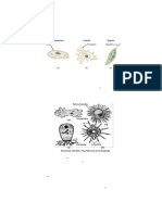 Locomotion in Protista