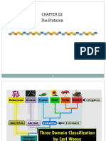 Phylum Protozoa 02