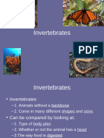 Invertebrates