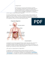 Aparato Digestivo