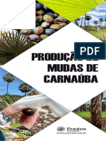 Producao de Mudas de Carnauba