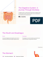 The Digestive System A Journey Through The Body