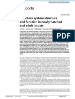 Olfactory System Structure and