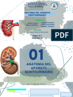 Anatomia Del Aparato Genitourinario