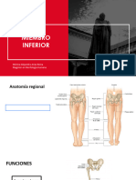 Morfo 14 EXTREMIDAD INFERIOR