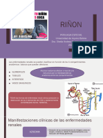 Tema 20. Riñon. Patologia Especial. Dra. Sheila Rodriguez.