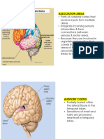 1.4 Brain D