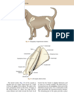 Guide To The Dissection of The Dog 7th Edition Scapula