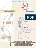Sistema Esquelético