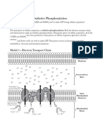 Oxidative Phosphorylation POGIL Answer Key