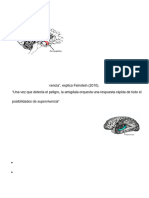 Partes Del Cerebro