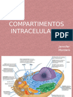 Compartimentos Intracelulares