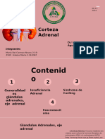 Corteza Adrenal