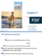 Endocrine System