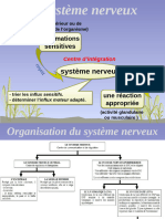 Système Nerveux Central - 10ème Cours