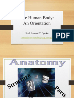 Anatomy - Human Body Orientation