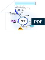 C2 - VF - Cycle de Krebs - DEC