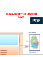 Muscualr System 2 DR Maha (2020)