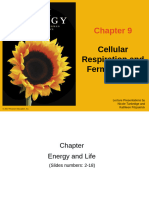 Cellular Respiration