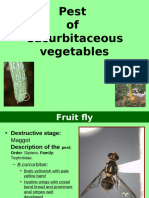 Cucurbitaceous Vegetables