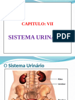 Sistema Urinario.