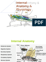 Ilide - Info 3 Fbs 45 Internal Anatomy of Insects PR