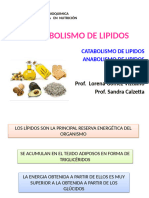 Metabolismo de Lipidos