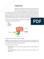 Pelvis and Perineum