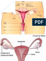 L'anatomie de L'appareil Reproducteur de La Femme