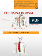 Columna Dorsal