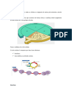 Ciclo Celular