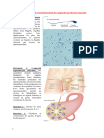 Activité 2 Anatomie Et Fonctionnement de L'appareil Reproducteur Masculin CORRECTION