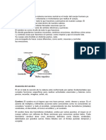 Anatomia Del Cerebro