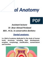 Dental Anatomy 1