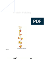 Protein Folding