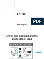 LS101 Lecture Notes Urea Cycle