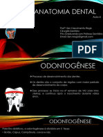 Anatomia Dental 4