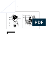 Reproduction and Development Practice Questions KEY