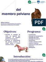 Miología MP Equino.