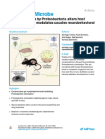 How Gut Bacteria Influence The Effects of Cocaine in Mice